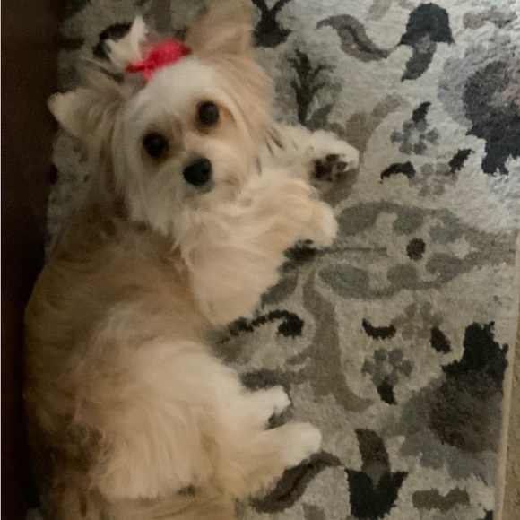 Meet your Posher, Ellie - Picture 4 of 5